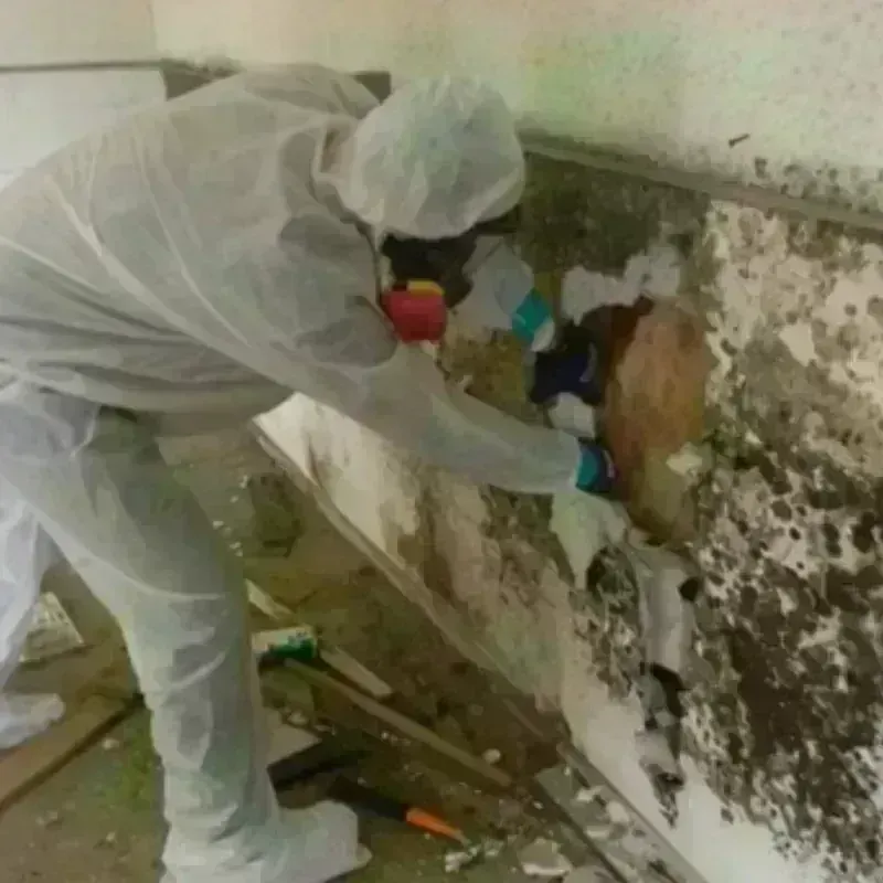 Mold Remediation and Removal in Knox City, TX